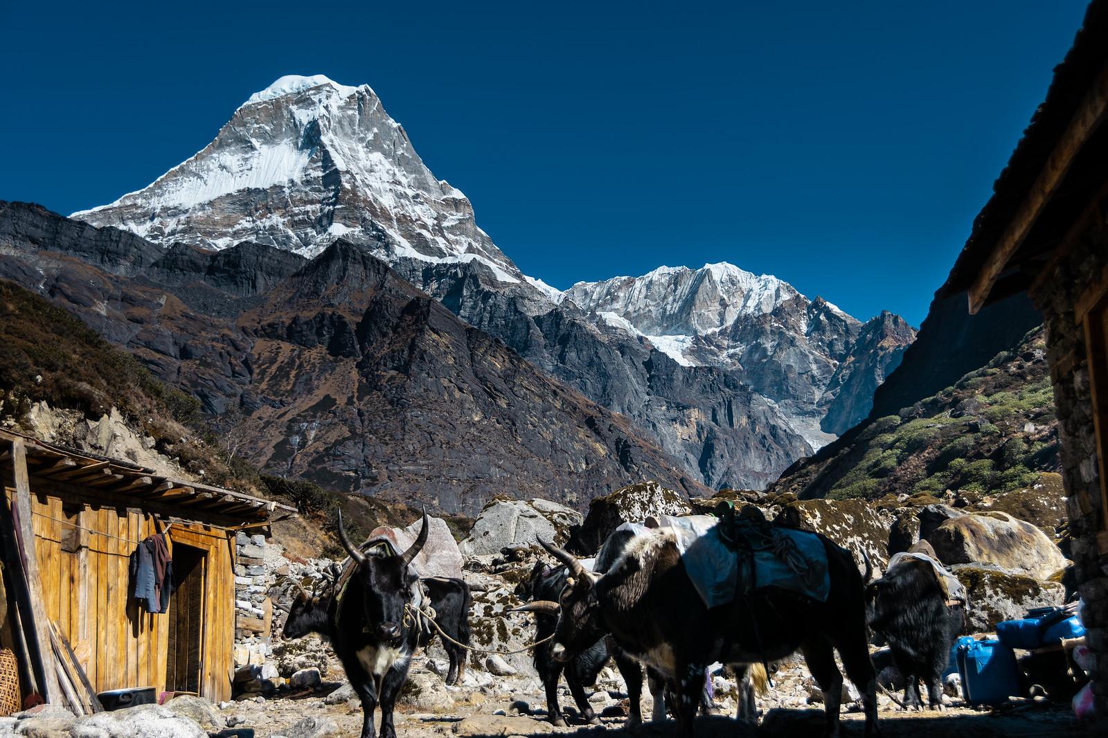 Караван яков в Гималаях в районе пика Мера