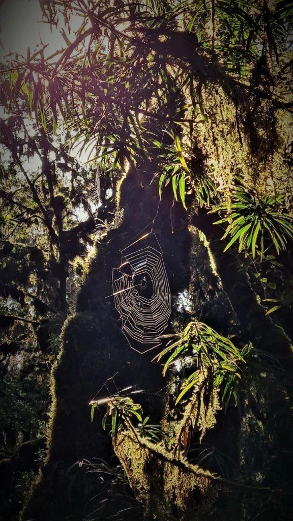 Паутина в джунглях Килиманджаро - маршрут Мачаме