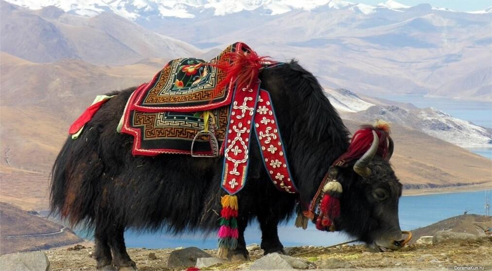 Як в Тибете - кора вокруг Кайласа