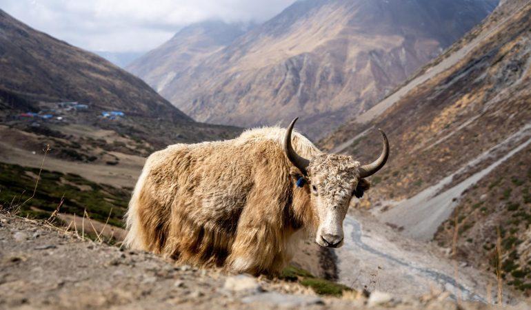 Як на треке вокруг Аннапурны