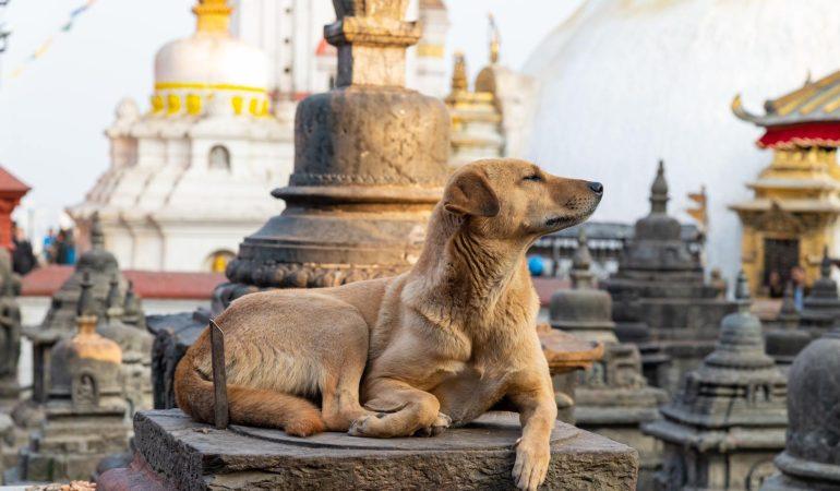Собака в Катманду