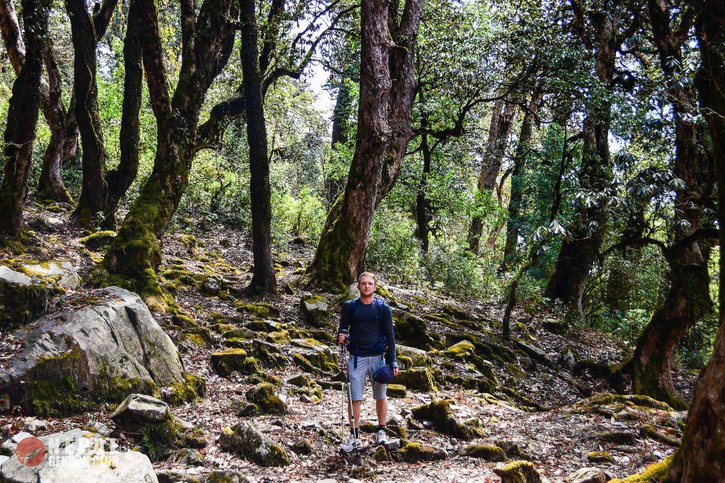 Рододендроновый лес на Марди Химал треке