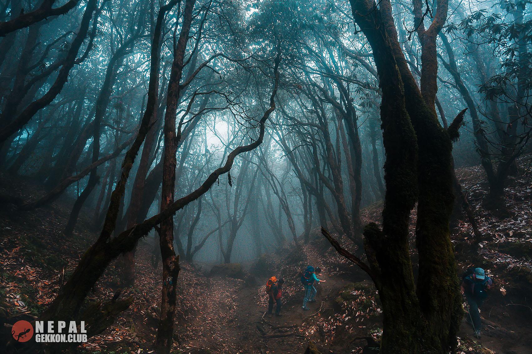 Марди Химал трек - таинственный лес