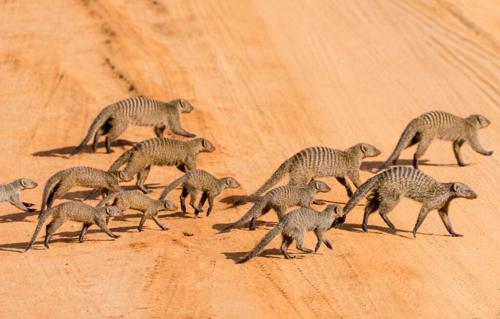 Сурикаты на сафари в Тарангире 