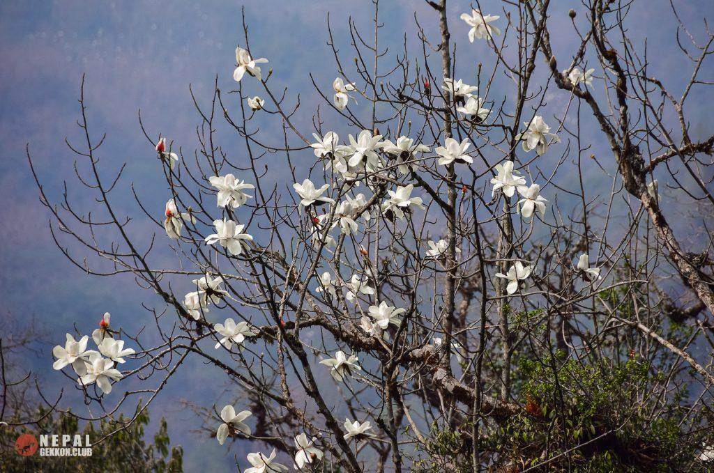 Сезон цветения магнолий в Гималаях
