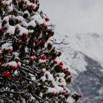 Цветущие рододендроны в снегу в Гималаях