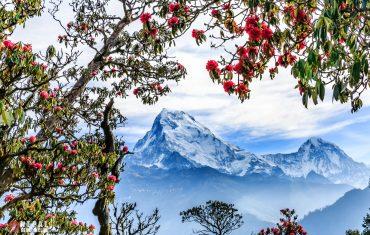 Цветущие рододендроны в Гималаях