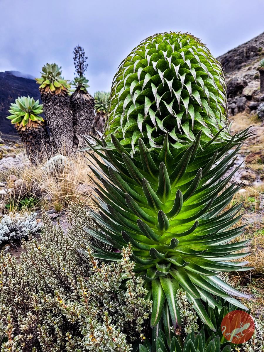 Растительность Килиманджаро на маршруте Лемошо
