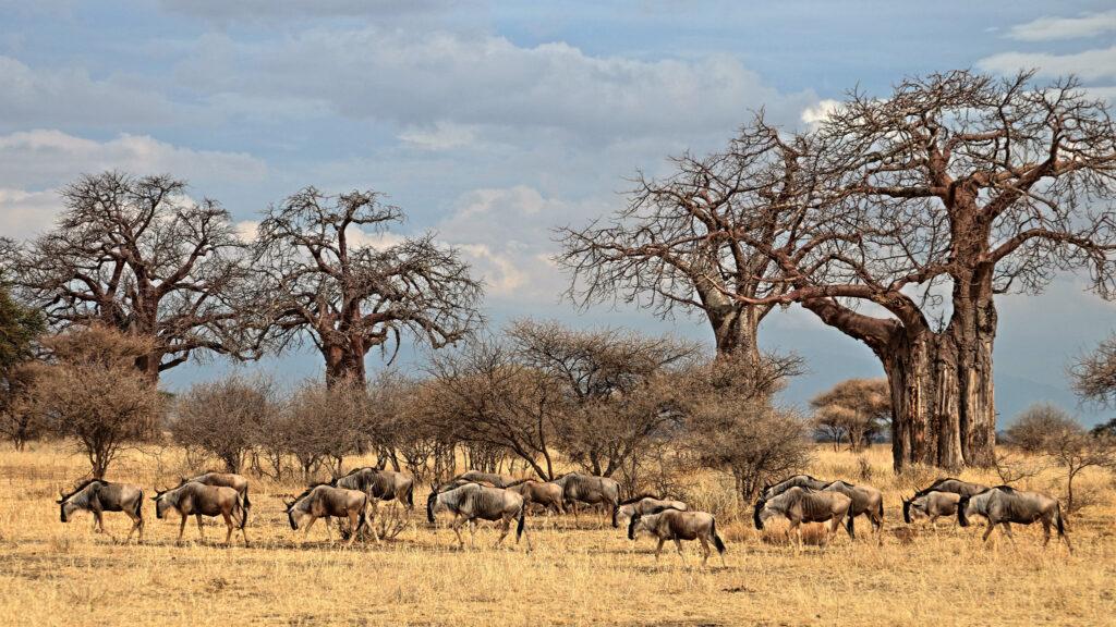 Баобабы и антилопы гну на сафари в Тарангире