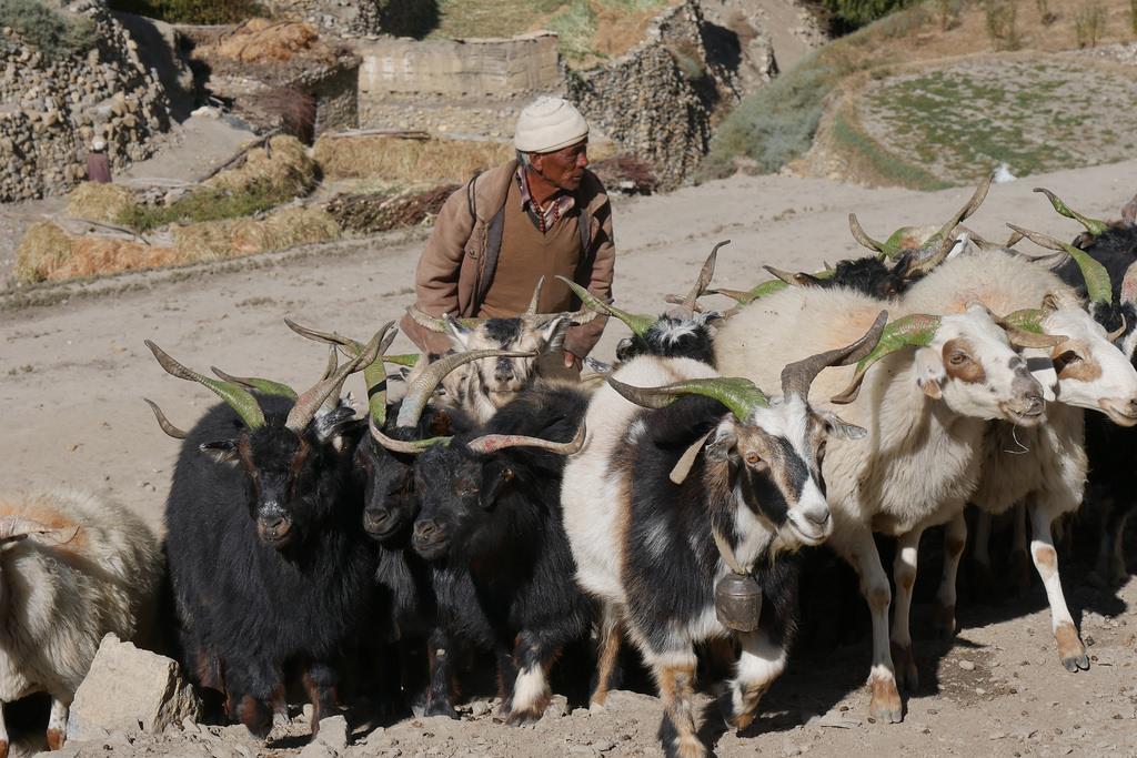 Пастух из Чуксанга в Королевстве Мустанг