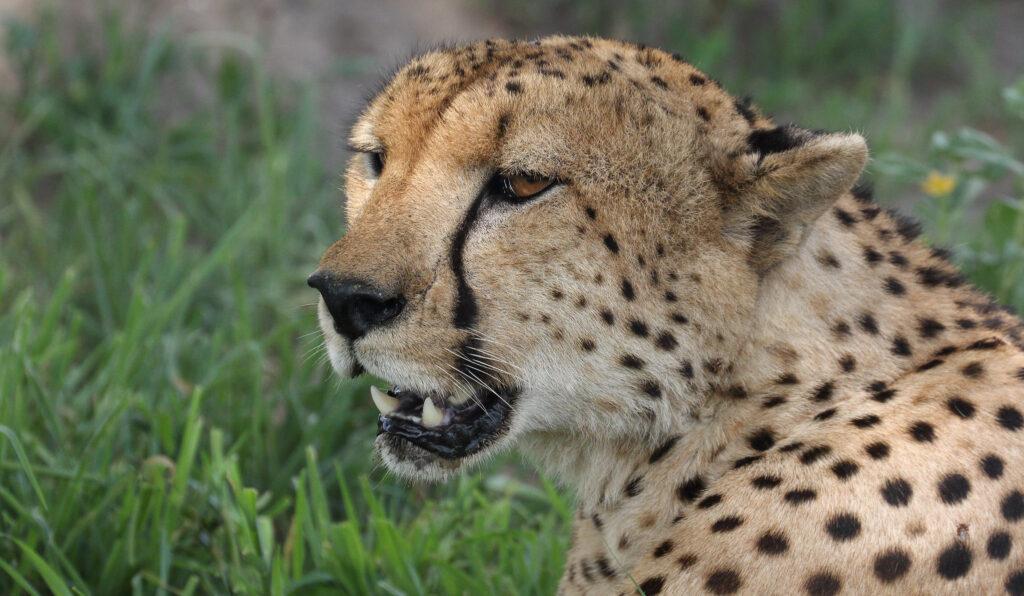Гепард на сафари в Тарангире после подъема на Килиманджаро
