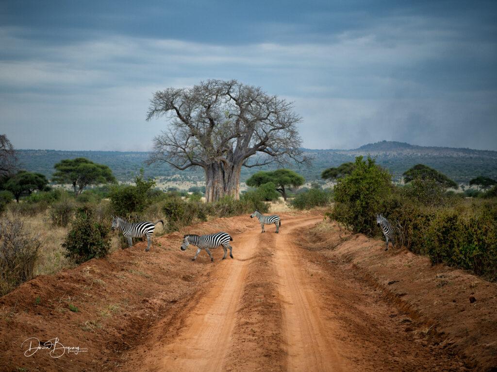 Баобабы и зебры  на сафари в Тарангире