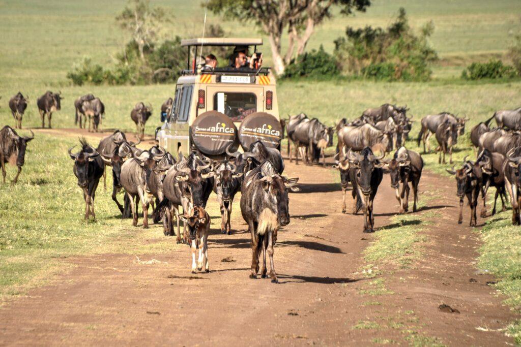 Антилопы гну в Нгоронгоро после восхождения на Килиманджаро