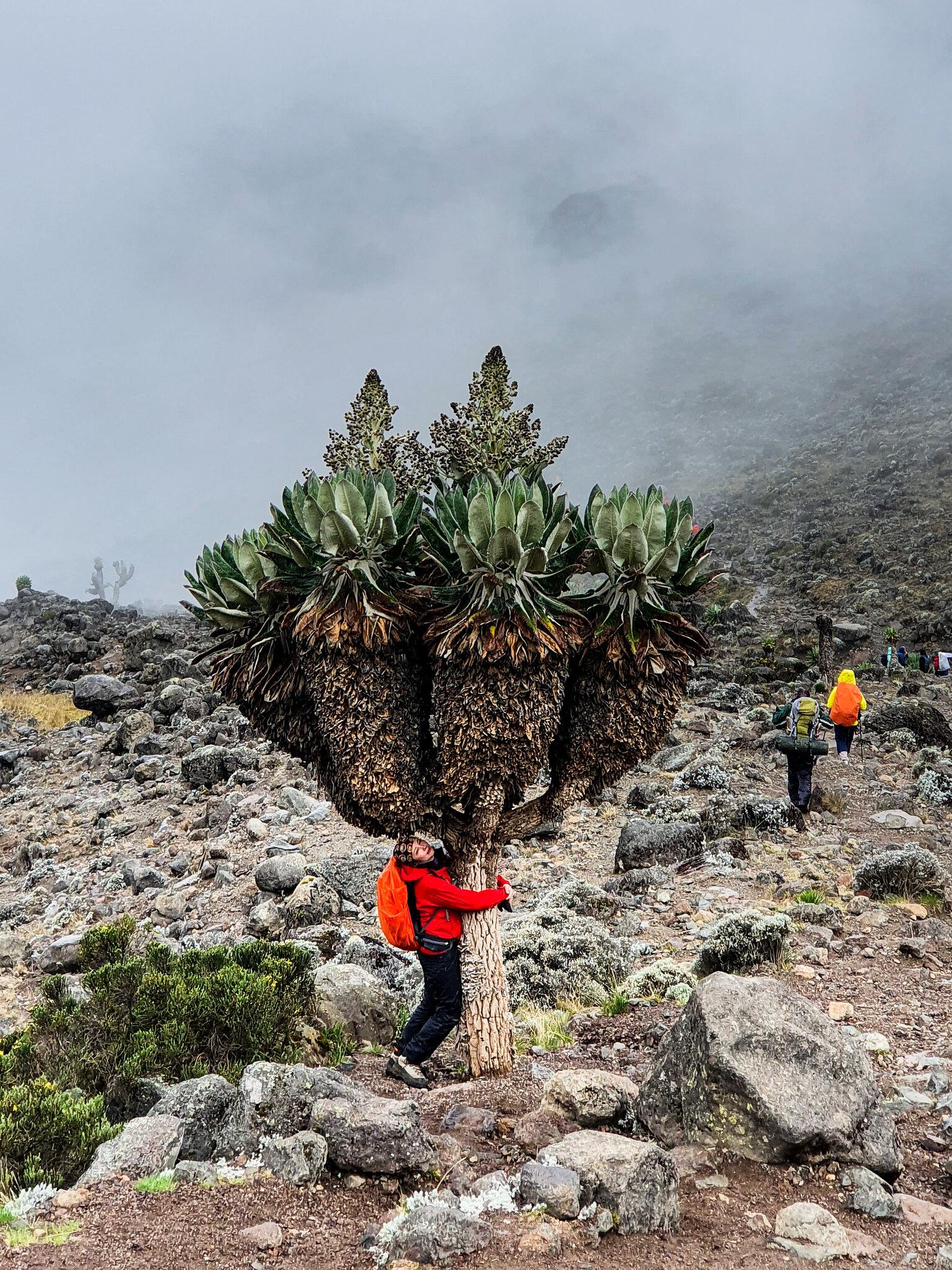 Дендрокрестовники на Килиманджаро