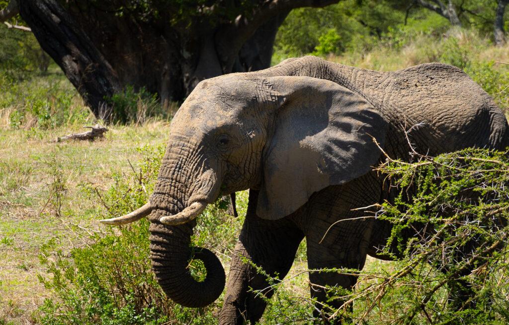 Слоны на сафари в Тарангире после восхождения на Килиманджаро
