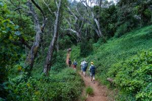 Джунгли на подъеме на Килиманджаро по маршруту Лемошо