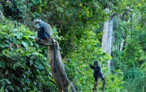 Обезьяны джунглях Килиманджаро