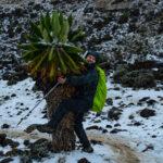 Восхождение на Килиманджаро с двумя днями сафари в Танзании