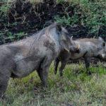 Бородавочник на сафари в Нгоронгоро