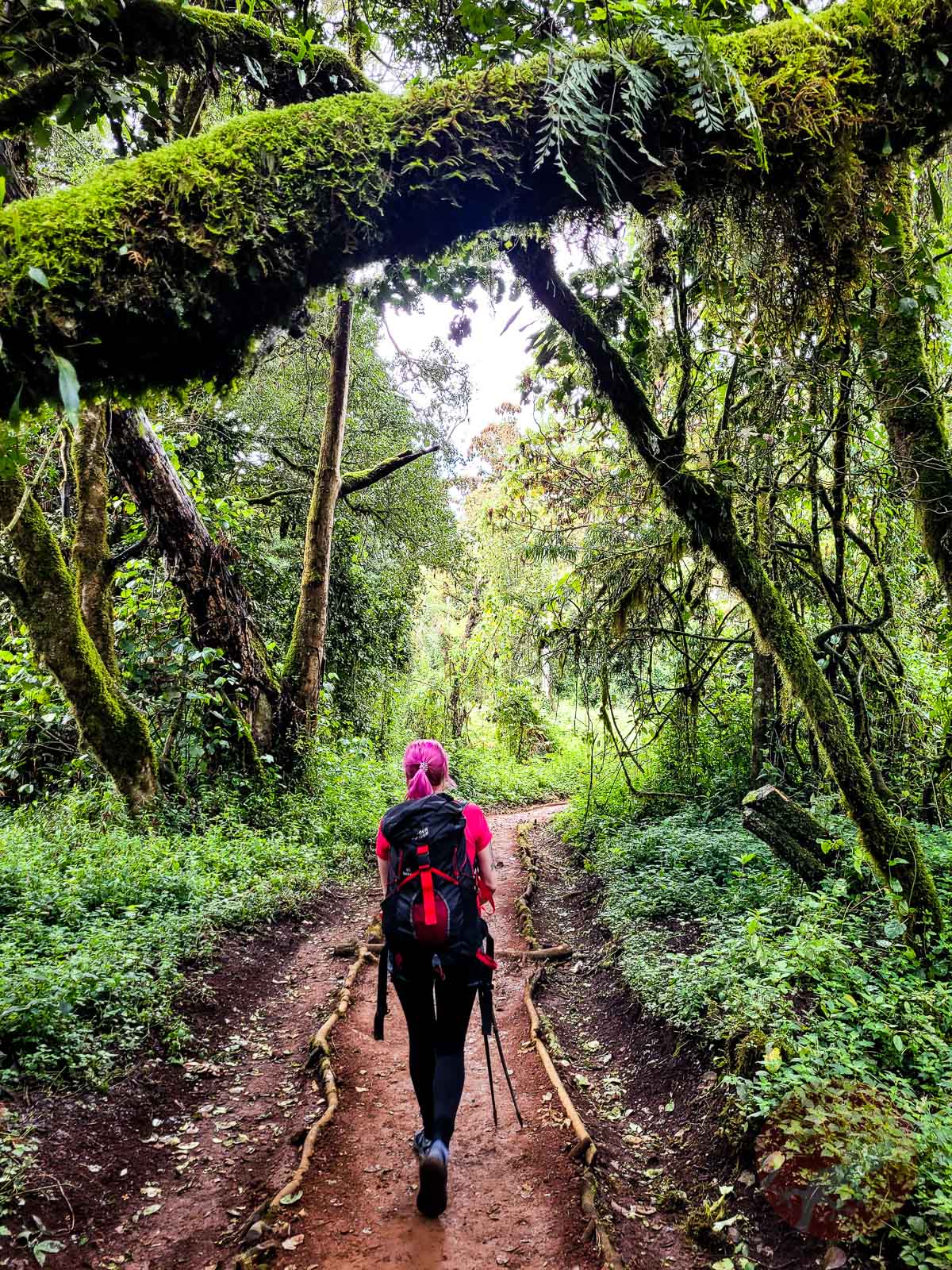 Джунгли у Килиманджаро на маршруте Мачаме
