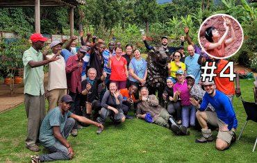 Спуск к Mweka Gate, возвращение в цивилизацию - отзыв о восхождении на Килиманджаро в Танзании