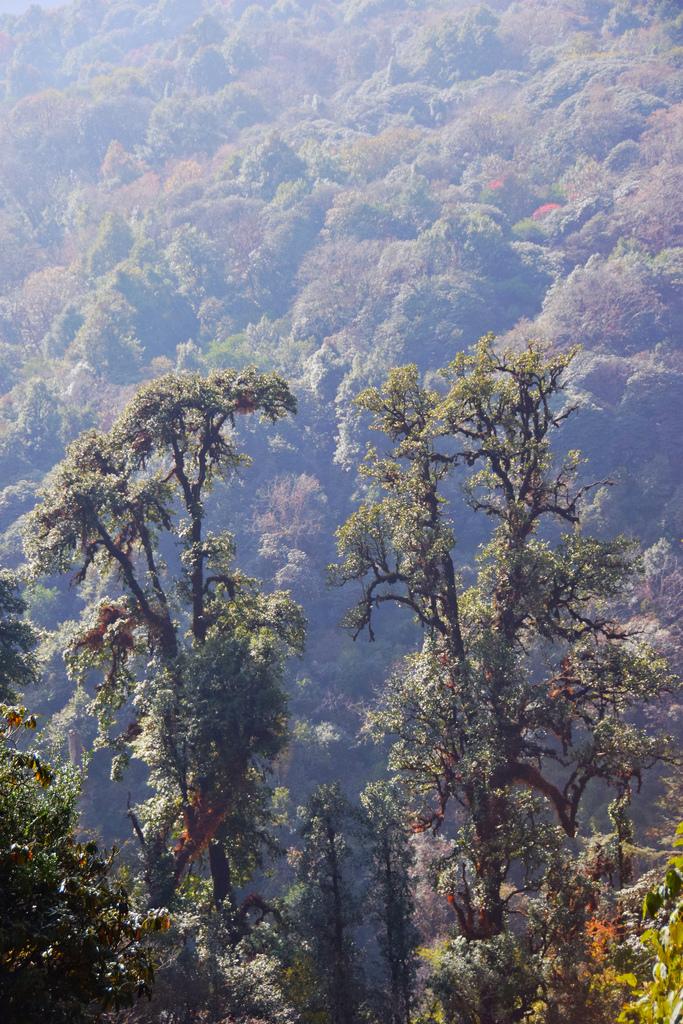 Гималайские джунгли на треккинге к Аннапурне