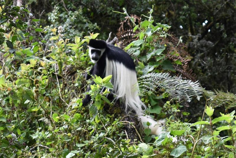 Обезьяны в джунглях Килиманджаро