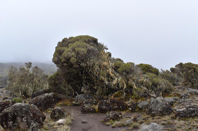 Тундра Килиманджаро