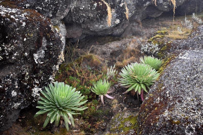 Растения в Национальном парке Килиманджаро