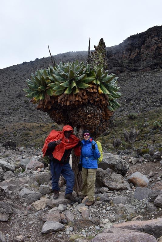 Древовидные крестовники на Килиманджаро