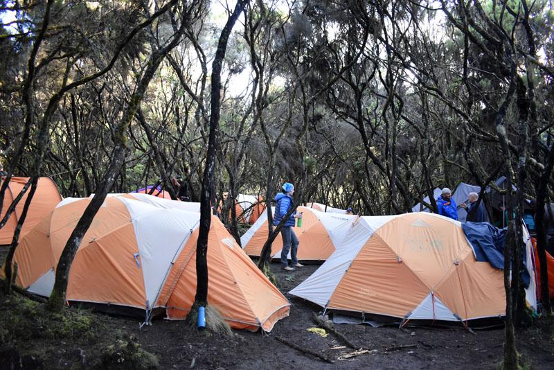 Лагерь в лесу на Килиманджаро
