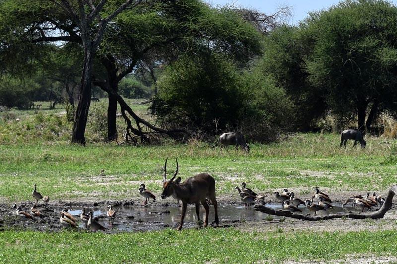 Антилопы на сафари в Тарангире