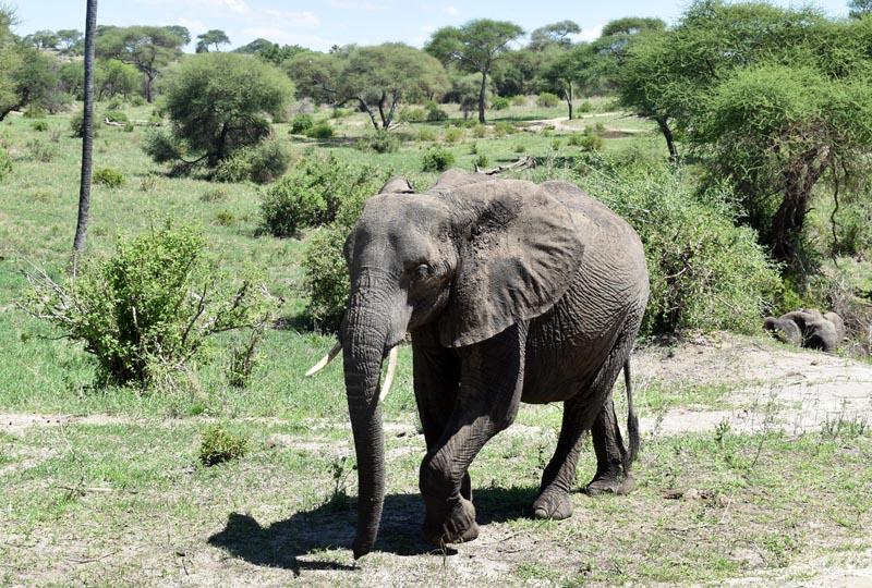 Африканский слон в Тарангире