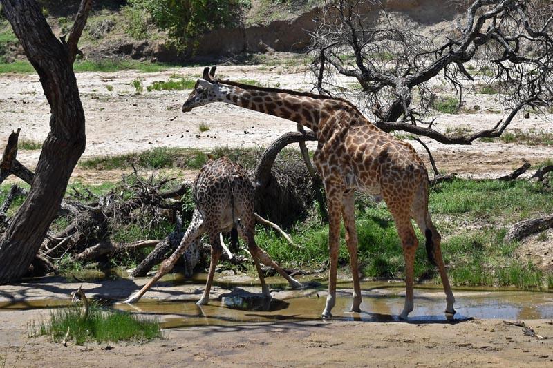 Жирафы на водопое в Тарангире