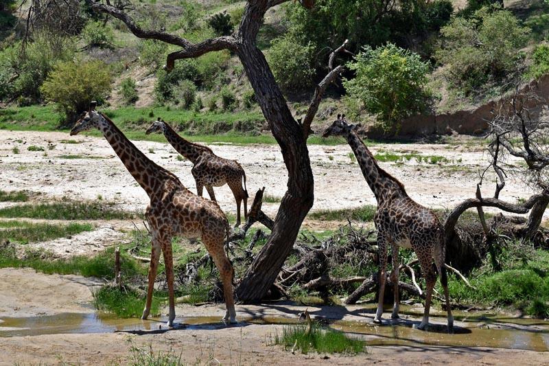 Жирафы в Тарангире