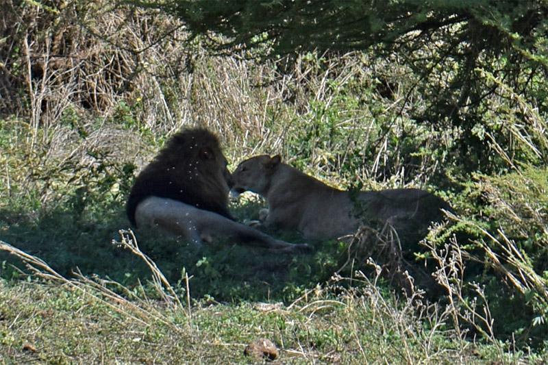 Лев и львица в Нгоронгоро
