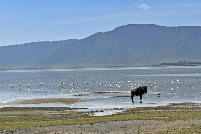 Фламинго и антилопа гну в Нгоронгоро