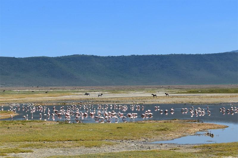 Фламинго в Нгоронгоро