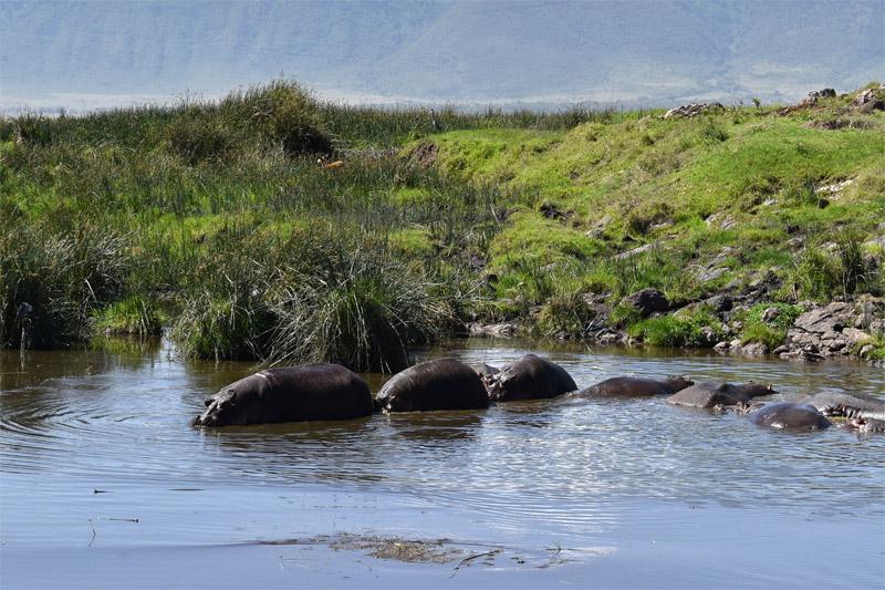 Бегемоты в Нгоронгоро