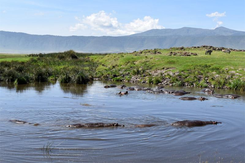 Бегемоты в водоеме Нгоронгоро