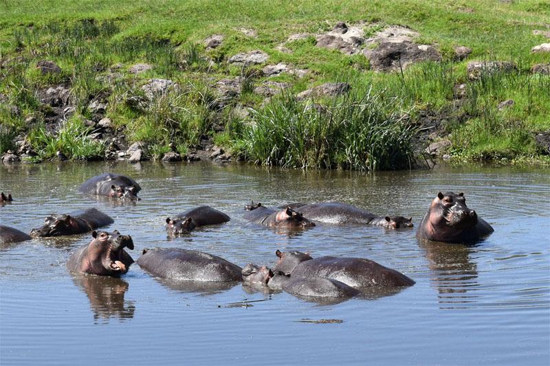 Бегемоты в Нгоронгоро