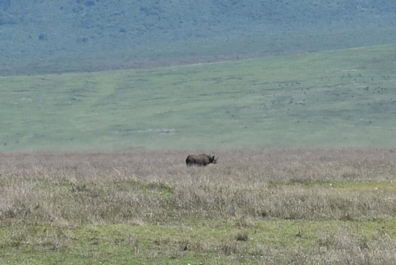 Носорог в Нгоронгоро