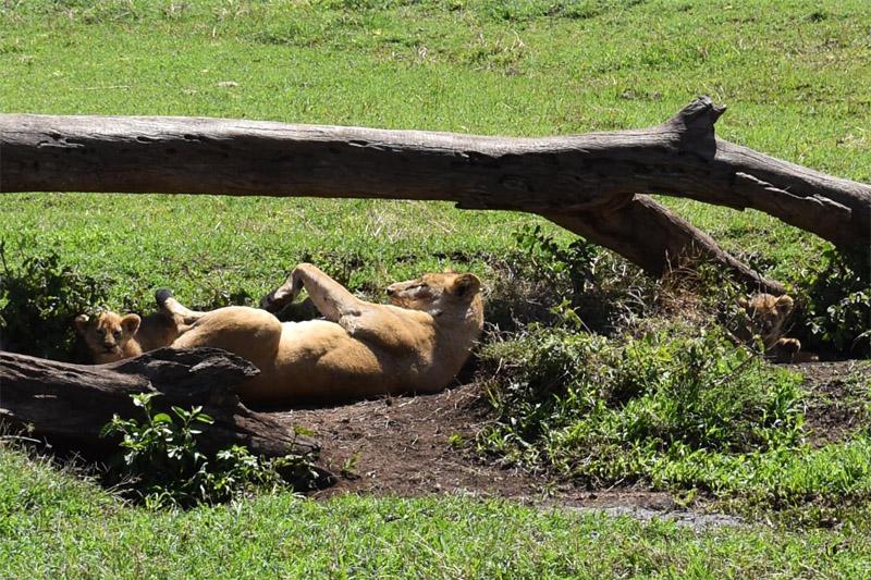 Львица отдыхает в Нгоронгоро