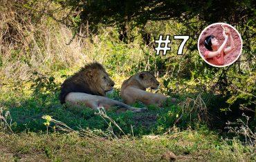 Национальный парк Нгоронгоро - хищники и не только- отзыв о сафари в Танзании