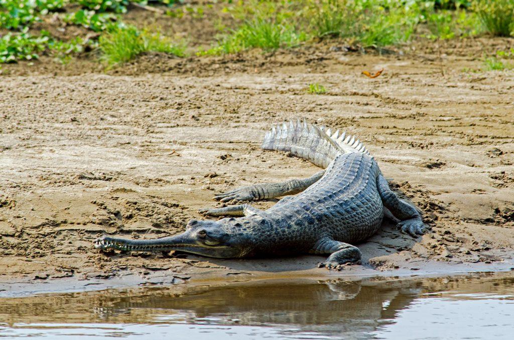 Крокодил в Национальном парке Читван