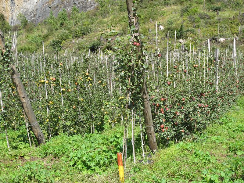 Яблочные сады в Братанге - Аннапурна трек