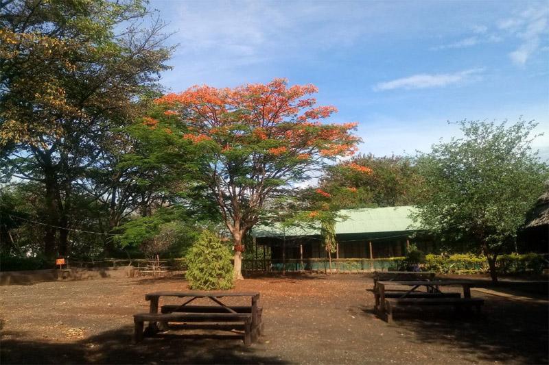 Цветущее дерево в Моши