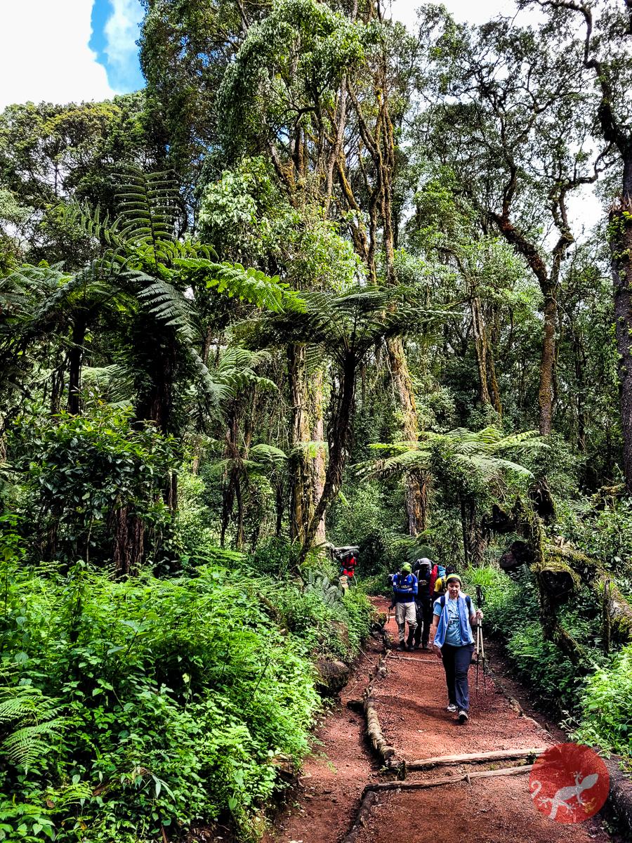 Тропа от ворот Marangu 1860 м - Килиманджаро