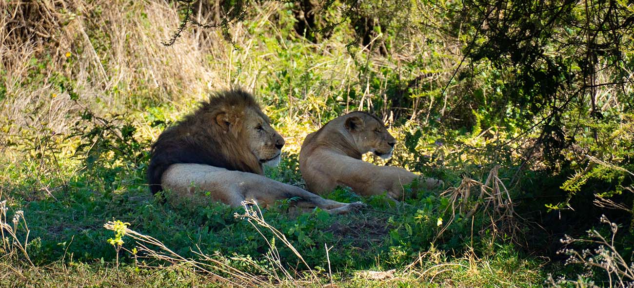 Лев и львица. Сафари в Нгоронгоро