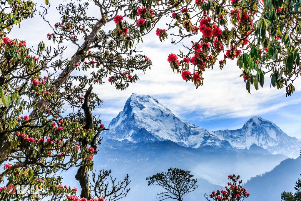 Весенние туры в Непал на цветение рододендронов